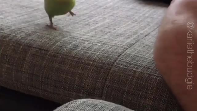 Parrot walking