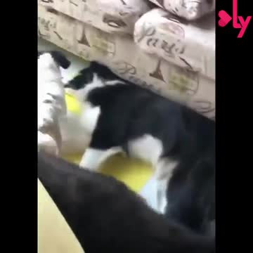 funny animals....cute