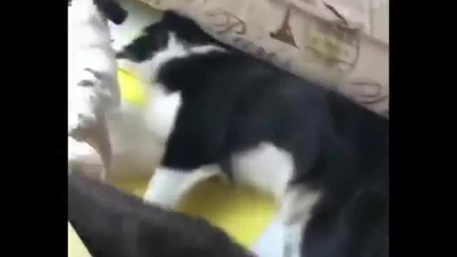 funny animals....cute