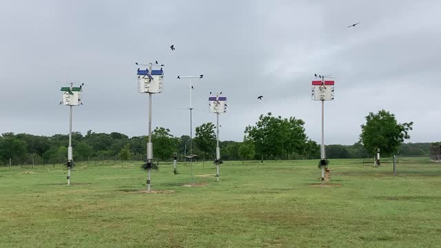 Camp David Pecans' Purple Martin Colony
