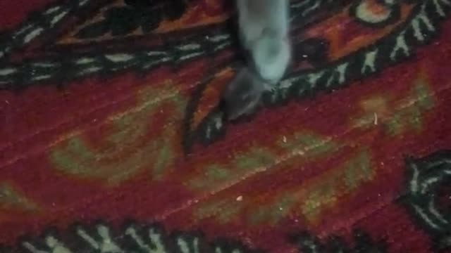 Кошка мило играет с мышью / Cat is playing with mouse