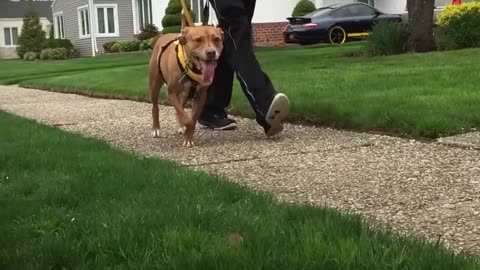 Dog Hit By Car Rescued by Woman Who Drives Across the Country To Adopt Him | The Dodo