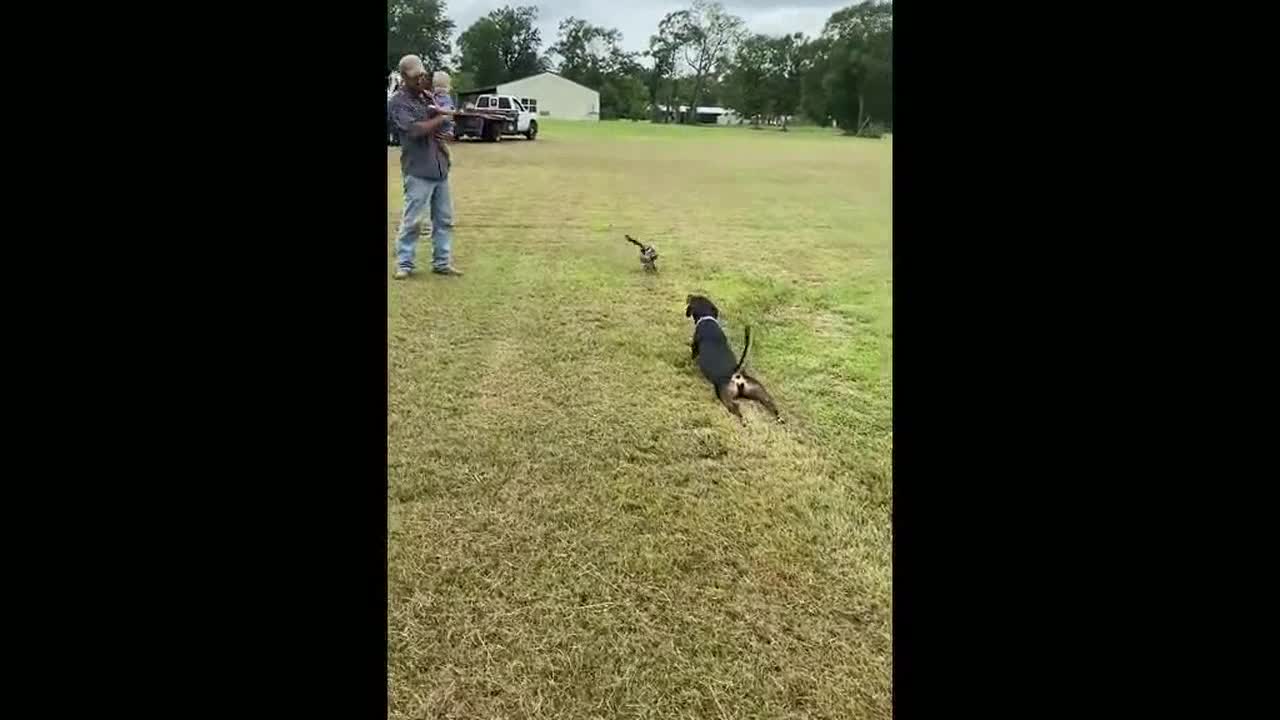 Cute reunion upstaged by hilarious dog dragging herself across field