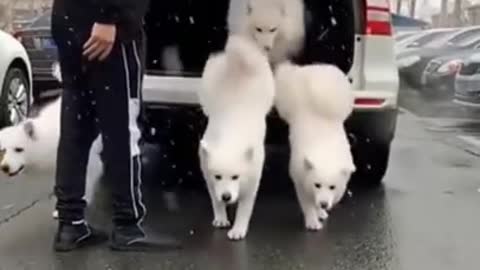 white husky