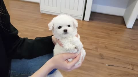 Cute white cat