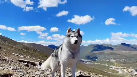 Dogs don't cheat