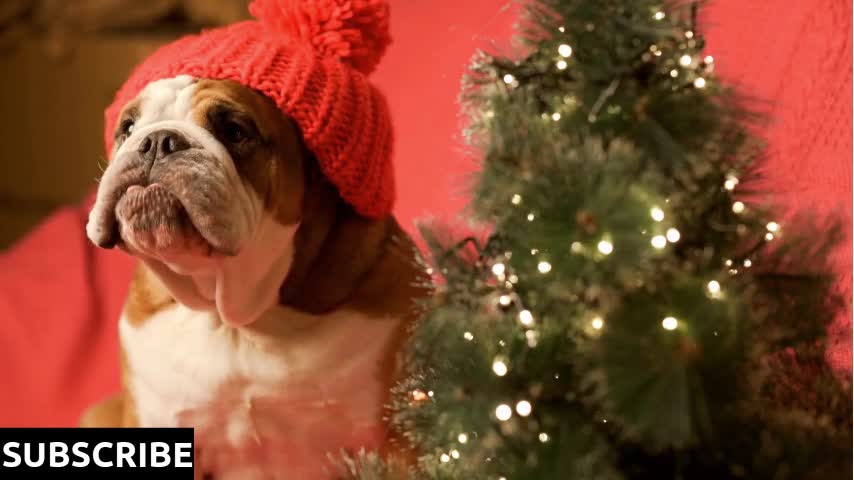 Close-up portrait of funny English bulldog dog in xmas hat