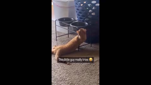 funny cats