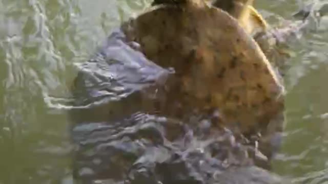 Big soft shell turtle