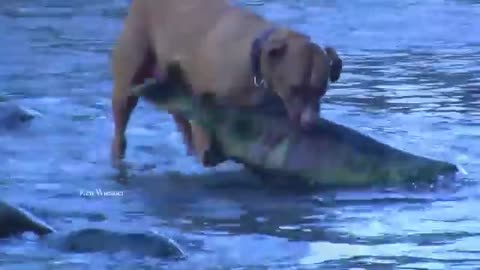 Dog catch fish water and very funny video