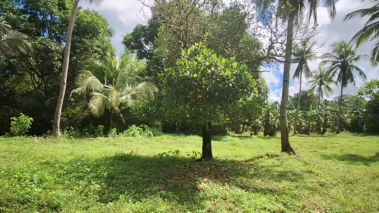 FARMLOT FOR SALE IN THE PHILIPPINES