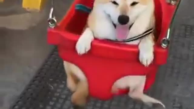 Happy Pupper on a Swing | Smiling Dog