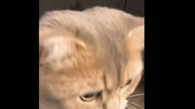 what will you feel when you see this? true cat lovers will know