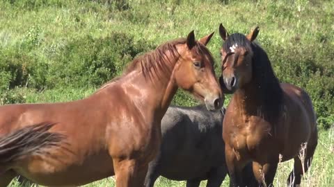 Stallion Rakhat and his team.