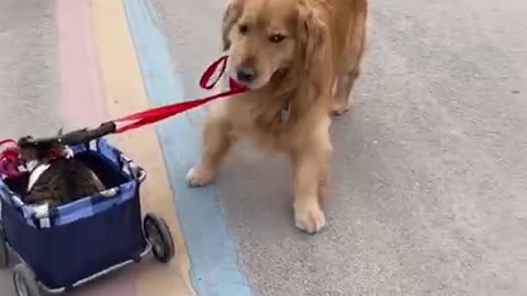 The dog and the cat walked together
