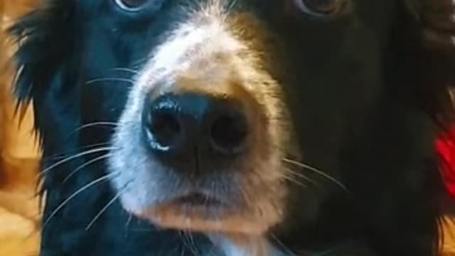 Dog... Feel so scared funny dog videos new 2022