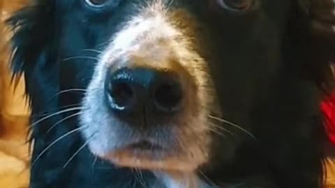 Dog... Feel so scared funny dog videos new 2022