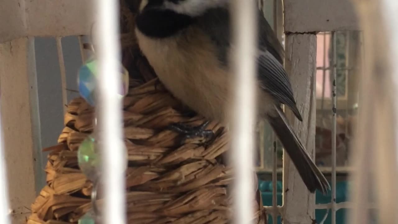 The bird Hospital haha