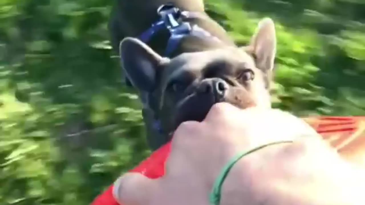 Funny Animals