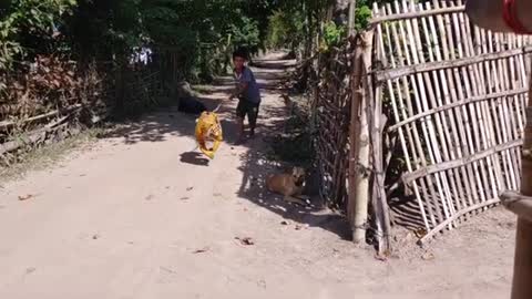 Dog versus tiger