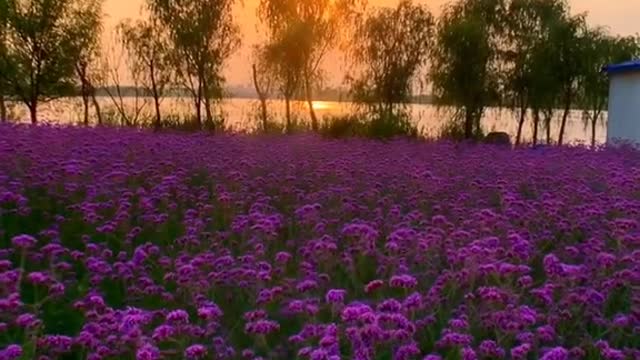 The story of lavender