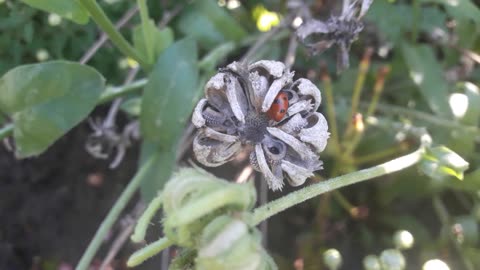 Ladybug and Calendula