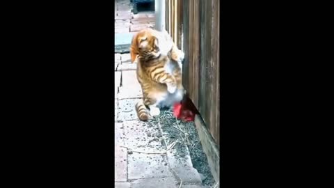 Cat funny video part-5