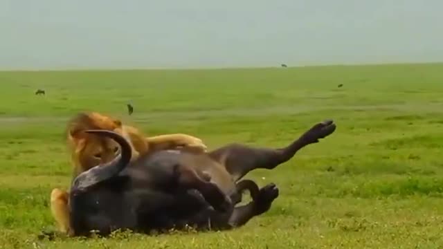Lion🦁 attack buffalo🐃