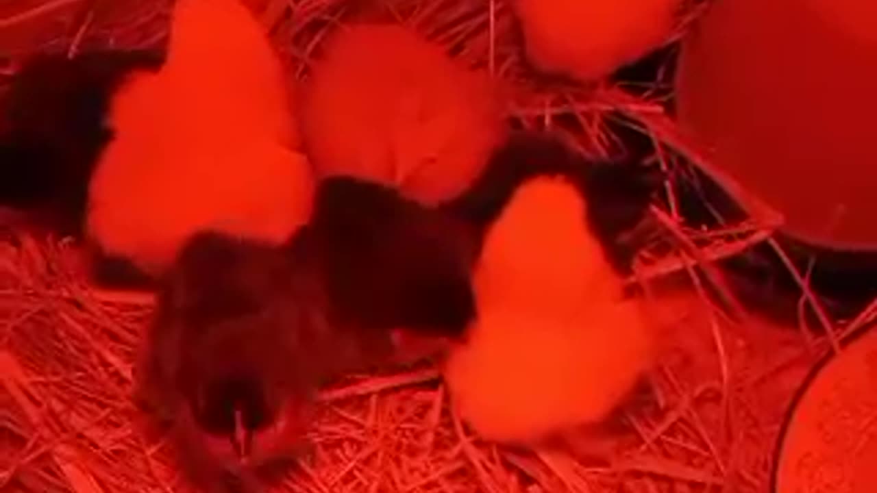 Day old chicks