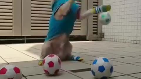 Dog playing with balls