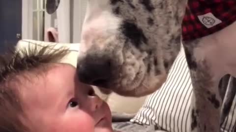 Funny Dog Videos 2021 It's time to LAUGH with Dog's life228