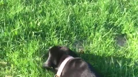 Black dog on leash crawling across