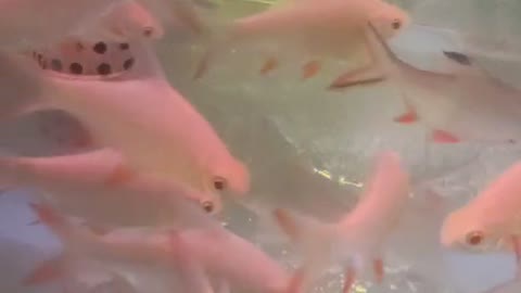 pink diamond shaped tropical fish is cute