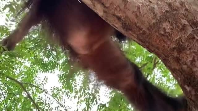 Little chimp climbing trees