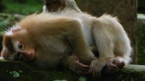 Monkey Rose and Her Daughter Rainbow