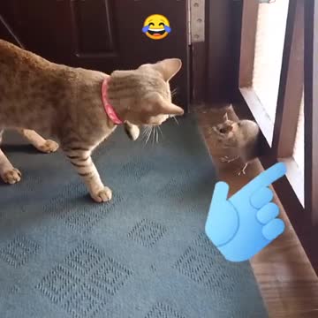 Look at the modern rat what is it doing to cat