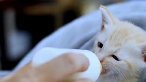 Cute Kitten Drinking Milk In Bottle