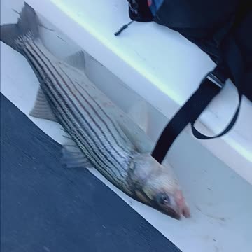Striped bass