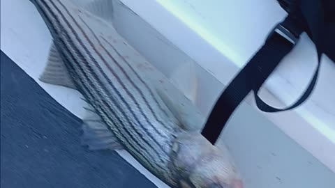 Striped bass