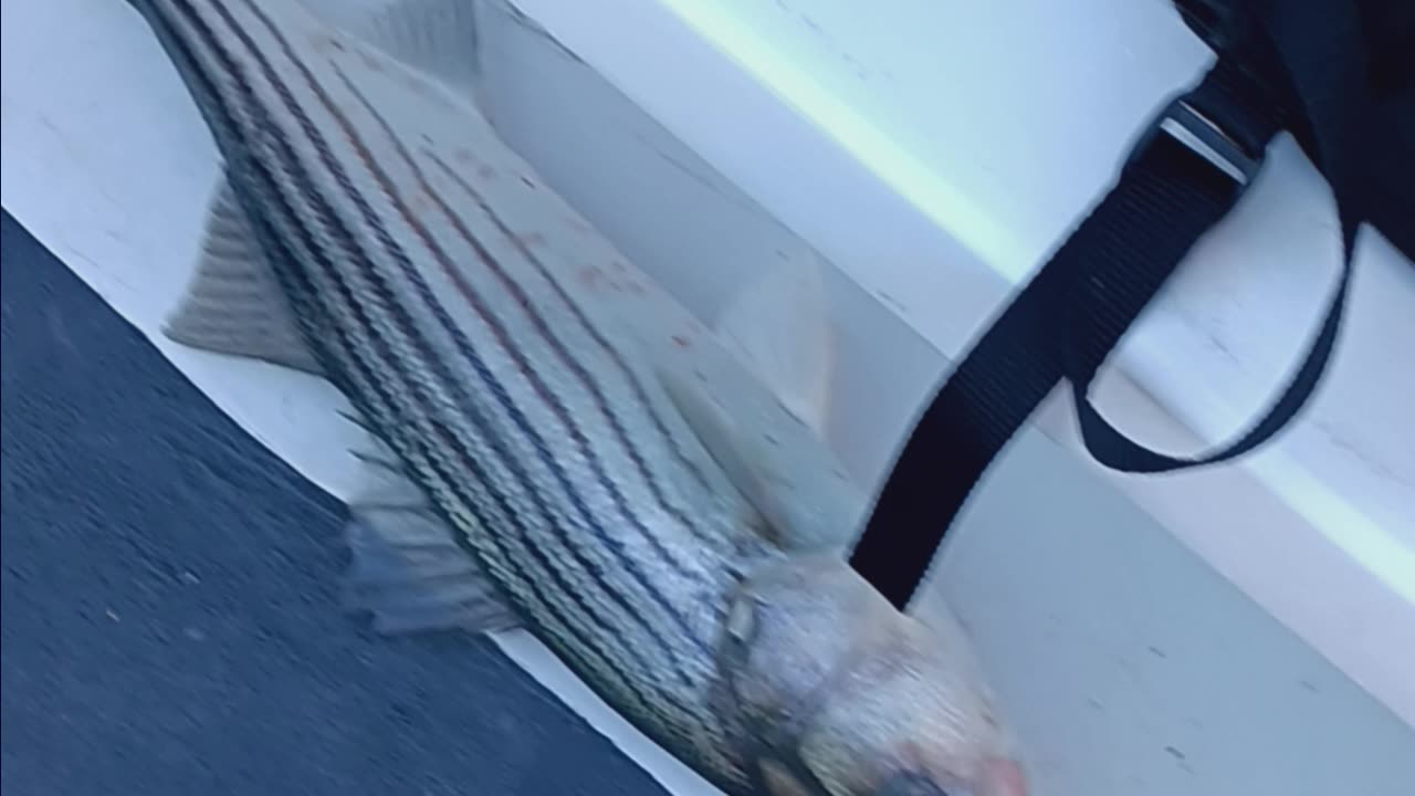 Striped bass