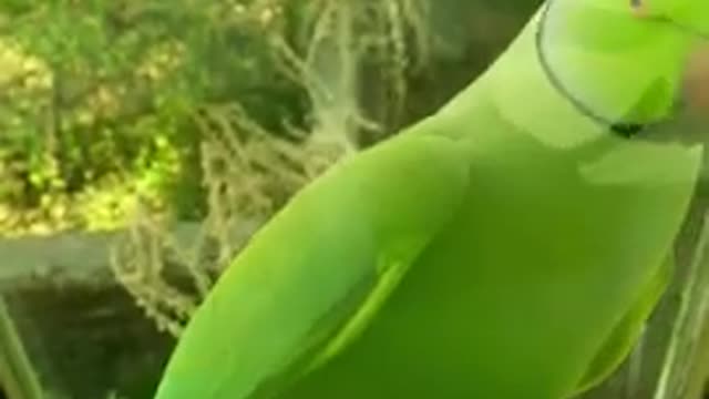 Very funny parrot compilation funny moments of animals