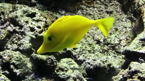 yellow fish eating on a reef