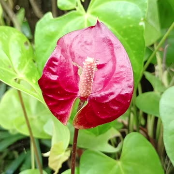 My Anthurium flower
