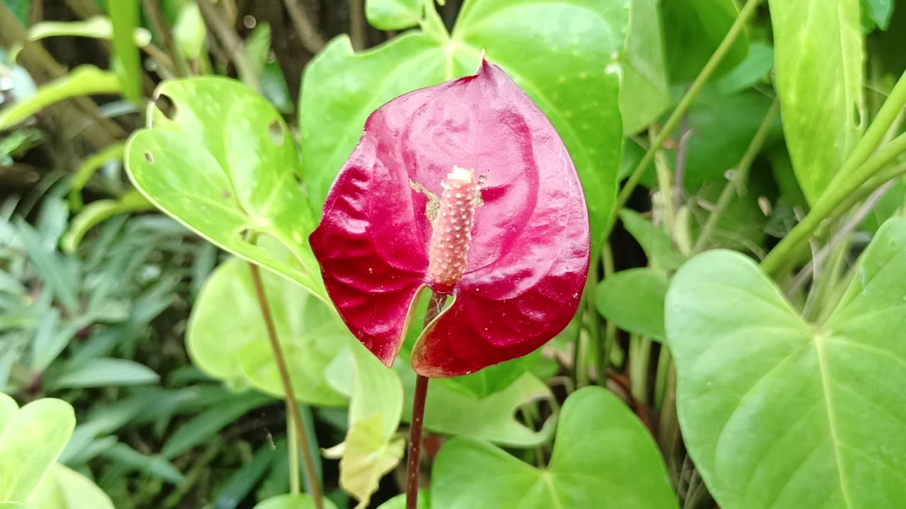 My Anthurium flower