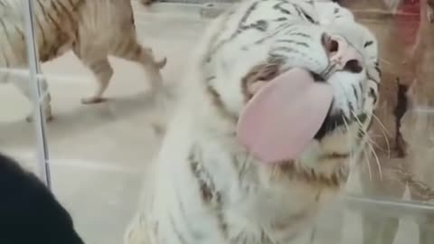 Best Funny Animal Videos, funniest animals ever. relax with cute animals video