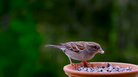 birds