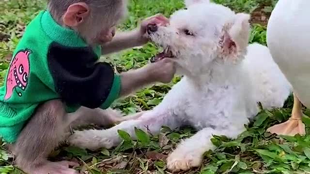 Little Mickey and his friend for a walk