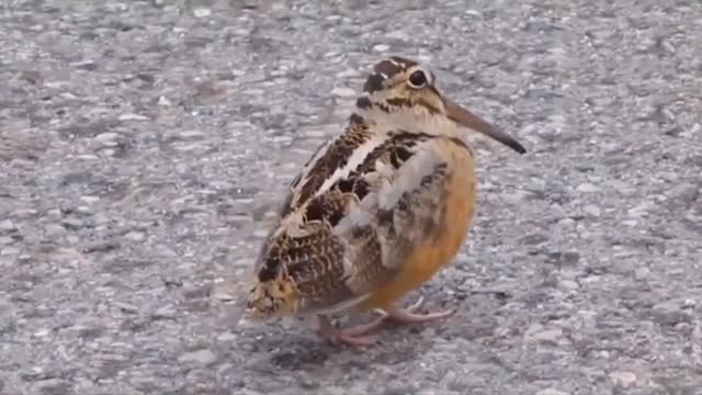 Cute pet hilarious dance, specializing in unhappy every day