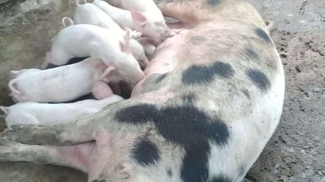 Nature of good mothers