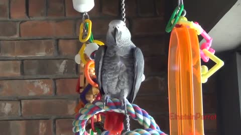 Einstein Parrot can talk better than most humansp27